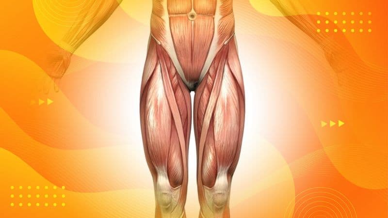 Anterior and Posterior Anatomical Directions Explained